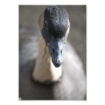 Gans Foto Druck