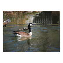 Gans und die Schildkröte Personalisierte Einladungskarten