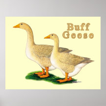 Gänse:  Amerikanische Büffelleder Plakatdrucke