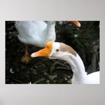 Gänse Plakate