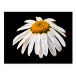 Gänseblümchen auf schwarzer Postkarte