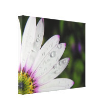 Gänseblümchen-Bild wickelte Leinwand-Druck ein Galerie Gefaltete Leinwand