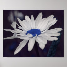 Gänseblümchen-blaues MittelBlumen-Plakat