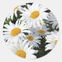 Gänseblümchen-Blumen, die weiß wachsen Runder Aufkleber