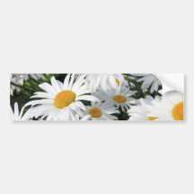 Gänseblümchen-Blumen, die weiß wachsen Autoaufkleber