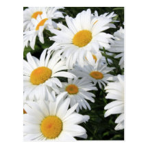 Gänseblümchen-Blumen, die weiß wachsen Postkarte