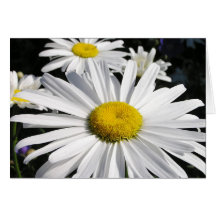 Gänseblümchen-Blumen-Karte