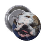 Gänseblümchen Buttons