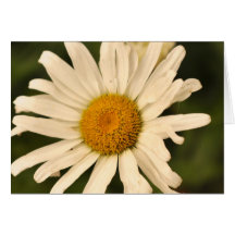 Gänseblümchen Grußkarten