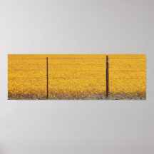 Gänseblümchen hinter Zaun Posterdrucke