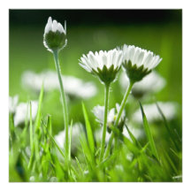 Gänseblümchen Individuelle Ankündigungen