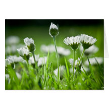 Gänseblümchen Karten