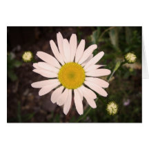 Gänseblümchen Karten