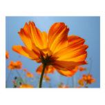 Gänseblümchen-orange Blumen-Postkarten-Gänseblümch