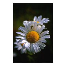 Gänseblümchen Photos