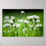 Gänseblümchen Plakate
