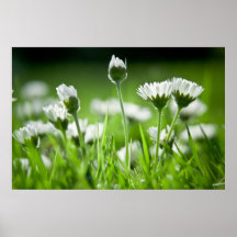 Gänseblümchen Plakate