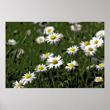 Gänseblümchen Poster