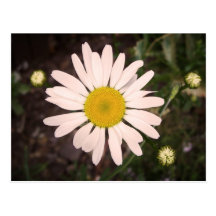 Gänseblümchen Postkarte