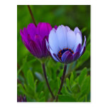 Gänseblümchen-Postkarte