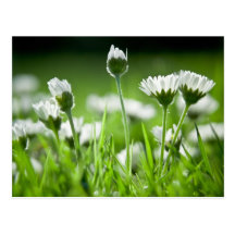Gänseblümchen Postkarten
