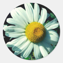 Gänseblümchen Runder Aufkleber