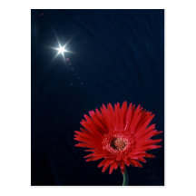 Gänseblümchen unter Sun Postkarte