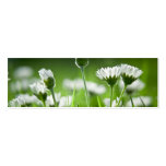 Gänseblümchen Visitenkarten Vorlagen