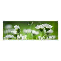 Gänseblümchen Visitenkarten Vorlagen