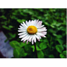 Gänseblümchen-Weiß-Blume Ausschnitte