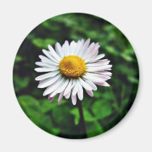 Gänseblümchen-Weiß-Blume Kühlschrankmagnete