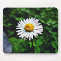 Gänseblümchen-Weiß-Blume Mousepads