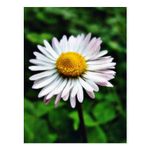 Gänseblümchen-Weiß-Blume Postkarten