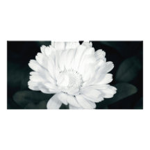 Garten-Blume Photokarten