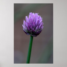 Garten-Blumen-Blüten-Plakat