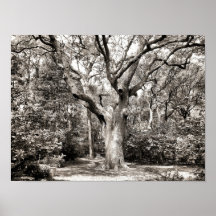 Garten in Schwarzweiss Plakatdrucke