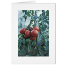 Garten-Tomate-Karte