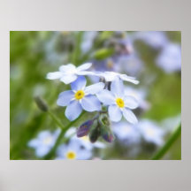 Garten-Vergissmeinnichte Plakatdruck