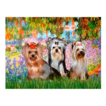 Garten Yorkshire-Terrier-(drei) - Postkarte