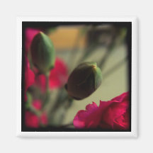 Gartennelkenknospen Kühlschrankmagnet