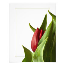Geburt einer Frühlings-Rot-Tulpe Photo Drucke