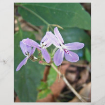 Gebürtige Orchidee mit verschiedenen lila Schatten Flyerbedruckung