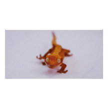 Gecko-Nahaufnahme mit Haube Bilderkarte