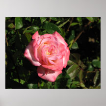Geheime hybride Tee-Rose 116 Plakatdrucke