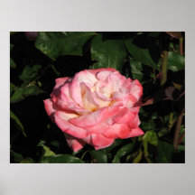 Geheime hybride Tee-Rose 117 Posterdrucke