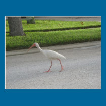 Gehende Postkarte IBIS postkarten
