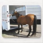 Gehendes Pferd Tennessees u. Pferdeanhänger Mousepads