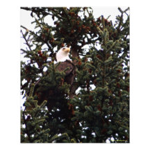Gehockter Weißkopfseeadler Foto Drucke