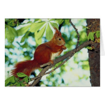 Gehocktes rotes Eichhörnchen Karte