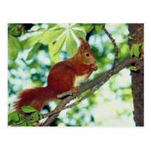 Gehocktes rotes Eichhörnchen Postkarte